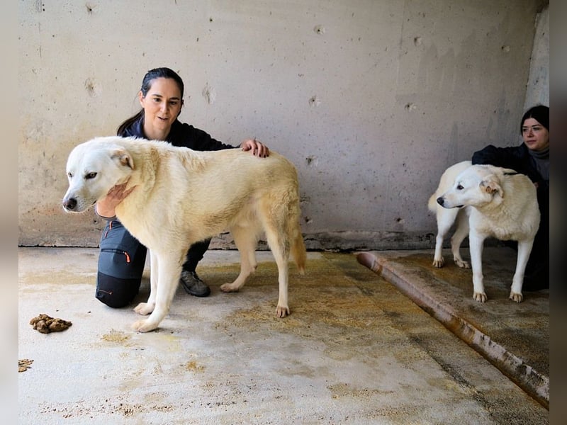 Weeke - Knopfaugen auf der Suche nach einem Lieblingsmenschen