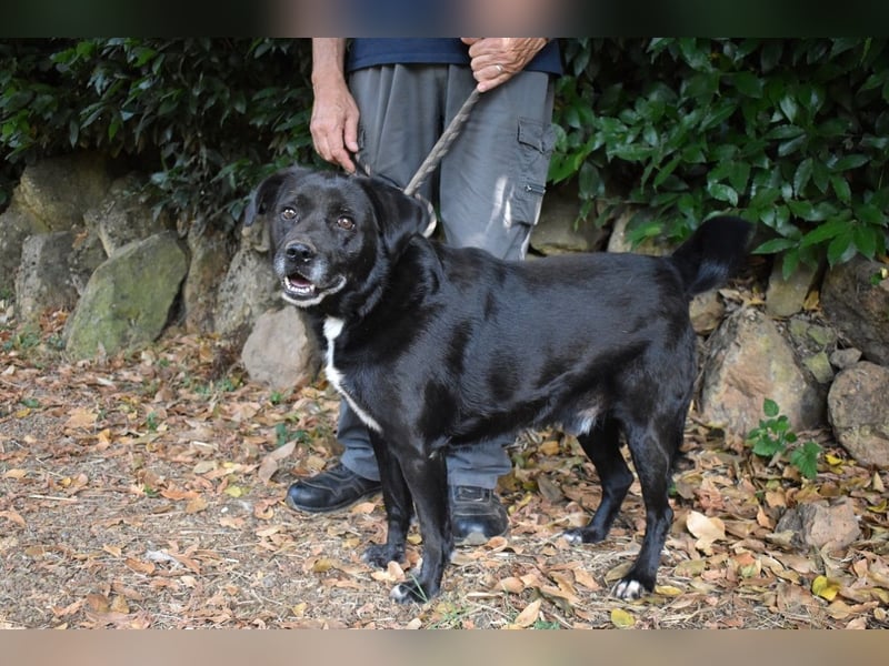 Brogan - Unser Lieblingslabradorpanther - vielleicht bald Ihrer?