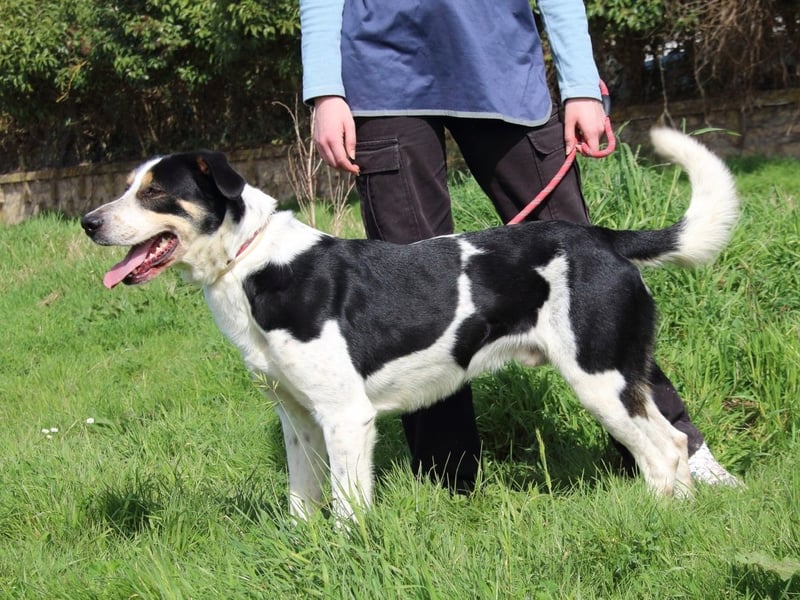 Lillo - Intelligentes Energiebündel sucht Sportsfreunde