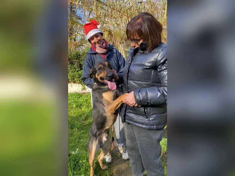 Robin - (Dringend Zuhause oder Pflegestelle gesucht) Ein unbeschriebenes Blatt...