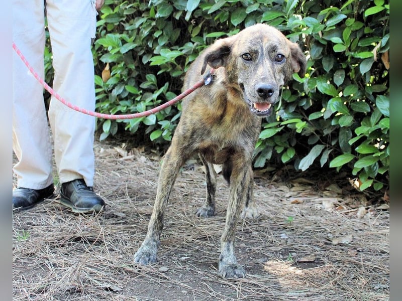 Ulick - hat alles verloren