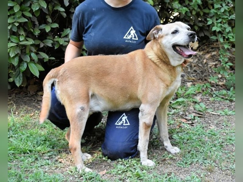 Rinaldo - Gold-Senior sucht dringend ein Zuhause