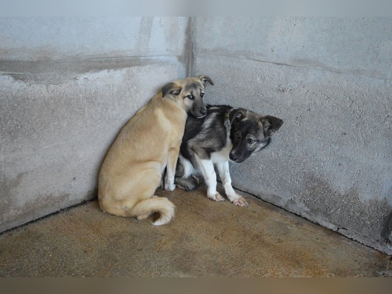 Quivira - Kleines Hundekind, was nun?