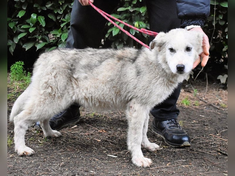 Kemyra - Ein "Wölfchen" sucht sein Rudel