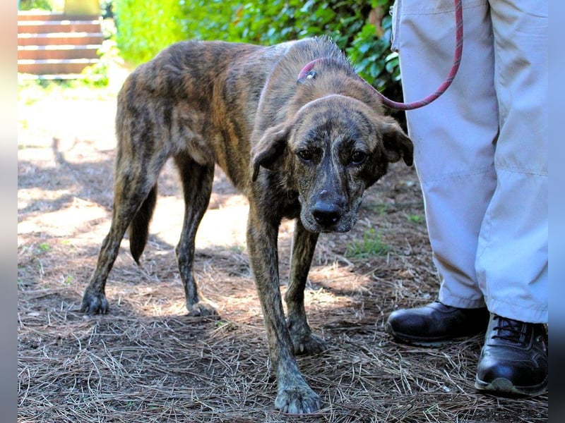 Ulick - hat alles verloren