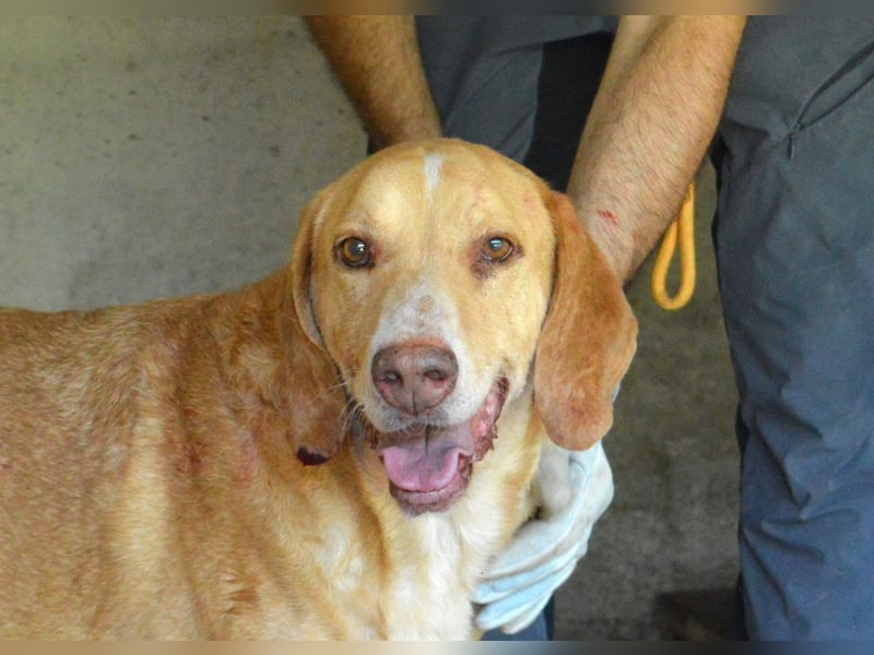 Dioneo - NOTFALL - Zeit heilt hier nichts