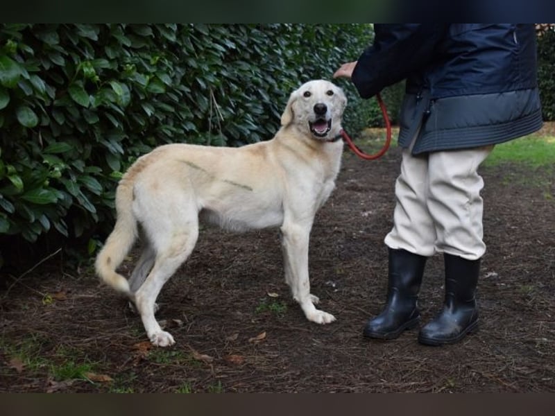 Popeye - Auf zögerlichen Pfoten ins Glück