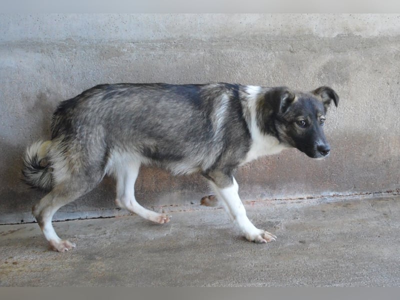 Quelisia - Kleines Schwesterchen, was nun?