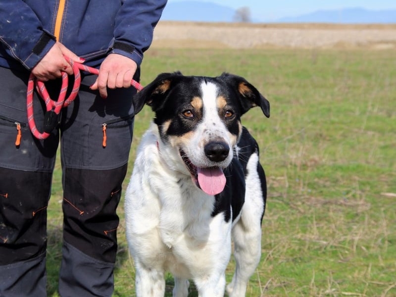 Lillo - Intelligentes Energiebündel sucht Sportsfreunde