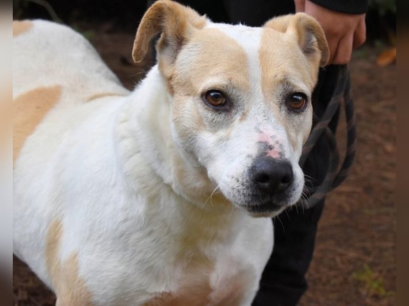 Ivetta - Hat ihr Herz zu verschenken