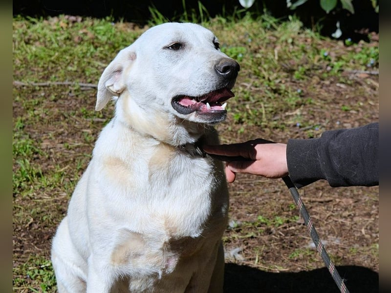 Scrubby - Ein riesiges Missverständnis!