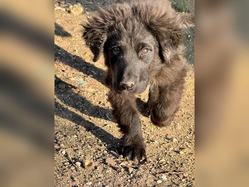 Thor - bereit für sein ganz persönliches Donnerwetter an Liebe