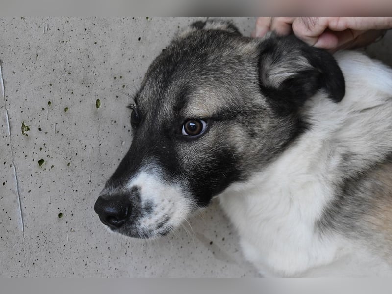 Quorivah - Kleines Hundemädchen, was nun?