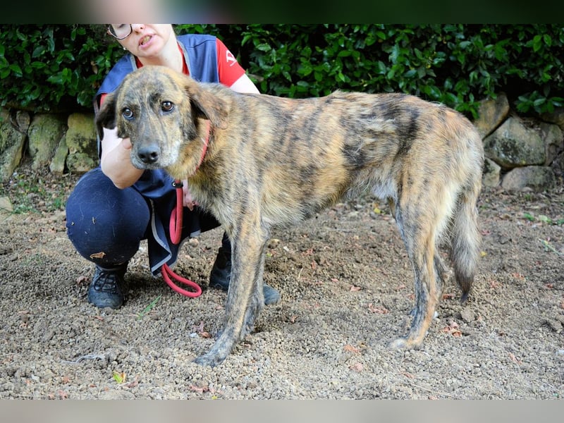 Ulick - hat alles verloren