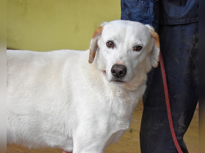 Ghemon - Notfall - Wie wenig kann ein Leben zählen?