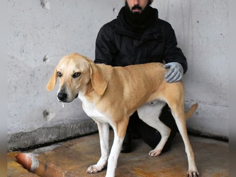 Wiper - Möchte die Welt im Sturm erobern