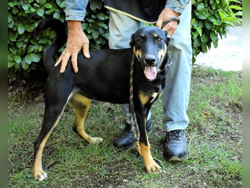 Domitia - neugierige Junghündin mit sanftem Wesen