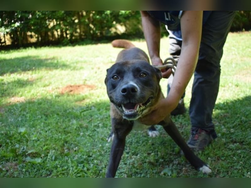 Chufo - ein Energiebündel