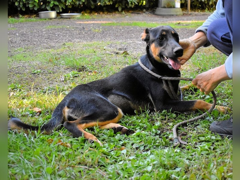 Drifa - vorsichtiges Hundemädchen auf der Suche nach Geborgenheit