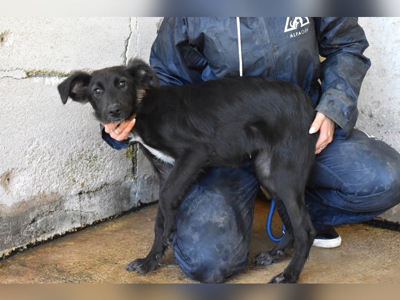 Nerissa - Das Märchen von den fünf Schwestern