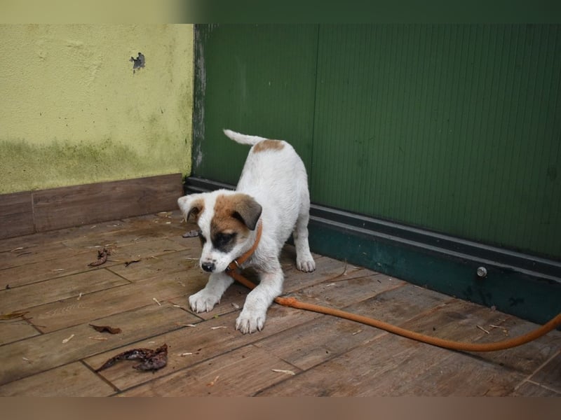 Elenio - SOS - Dringend neue Pflegestelle oder ein Zuhause gesucht - Ein leuchtendes Fellknäuel