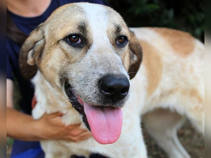 Solidea - 744 Stunden