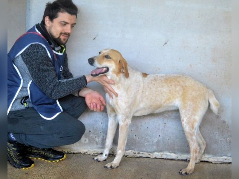 Molletta - Junghündin sucht Anschluss mit Streicheleinheiten