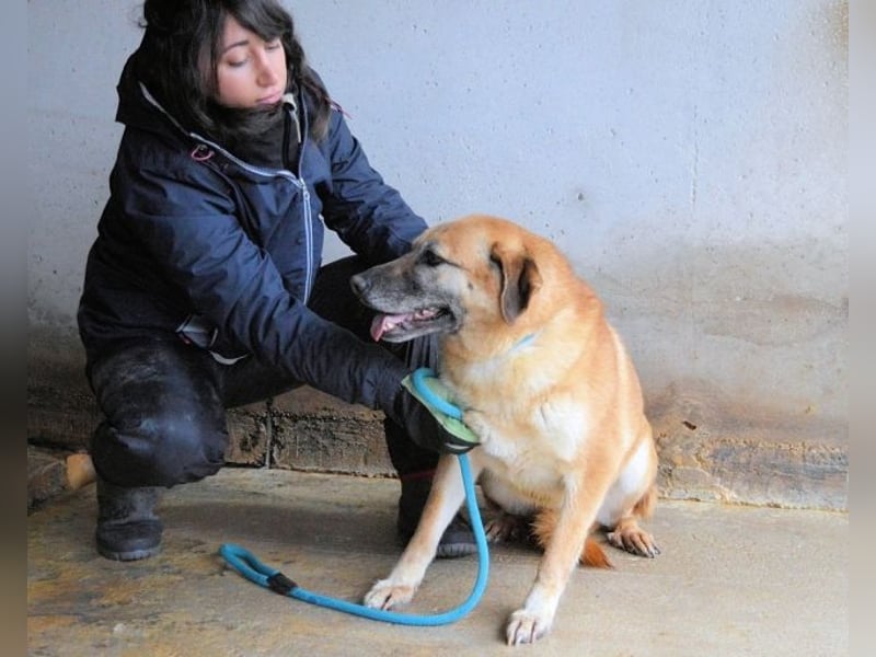 Astrea - Eine Hündin, die nach den Sternen greift