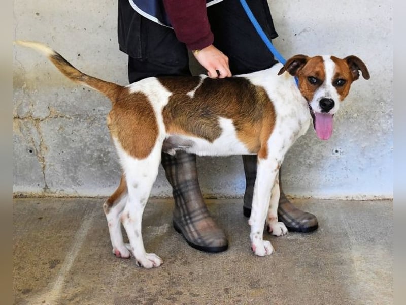 Olli - Quirliges Hundekind braucht dringend Familie
