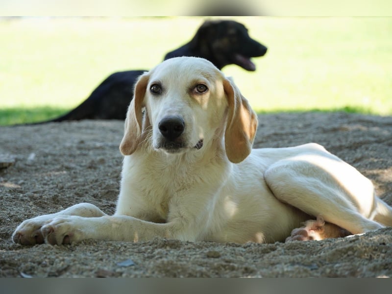 Deddy -  Mit neugierigen Pfoten ins Leben