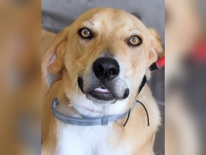 Wiper - Möchte die Welt im Sturm erobern