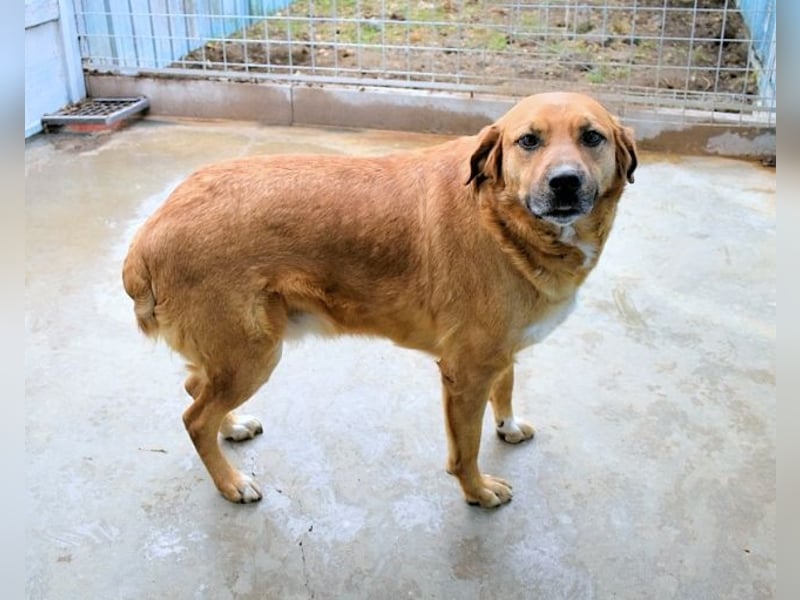 Rainey - sucht sein Pfotenglück!