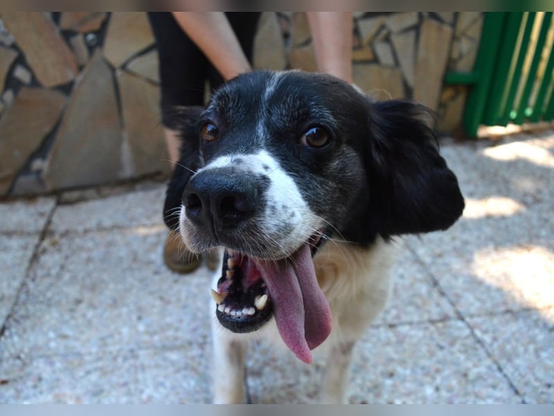 Alarico - Sanfter Gefährte mit gutem Herzen