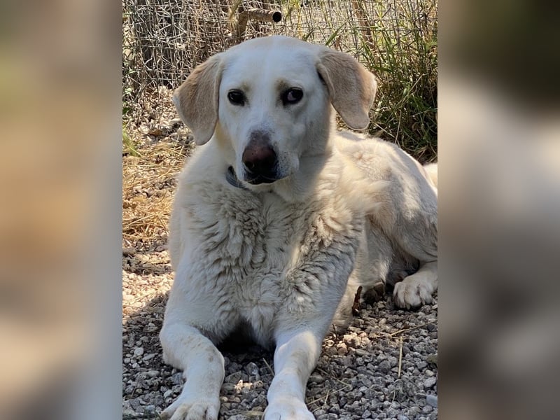 Patty - Vorsichtig auf den Pfoten, groß im Herzen