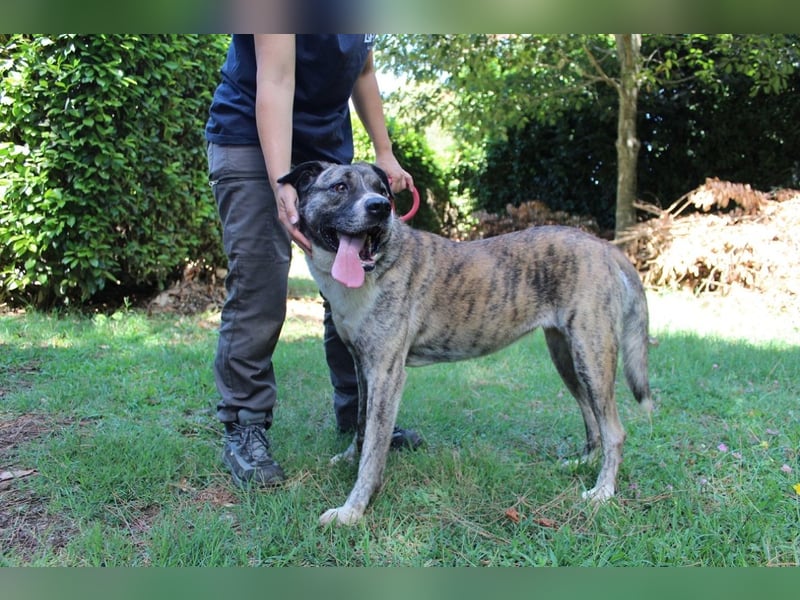 Fionella - Tigerchen sucht Familie