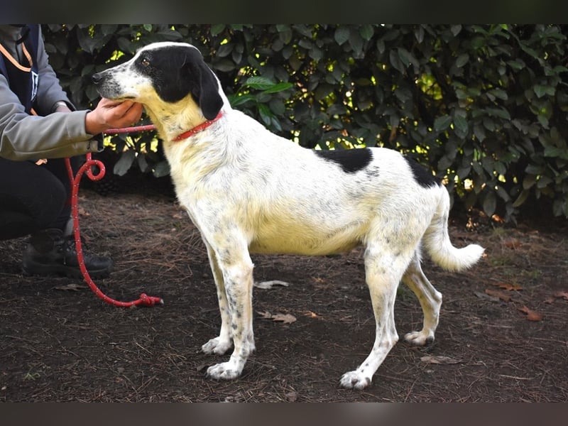 Kileo - ...Sternenstaub, wo bist du?