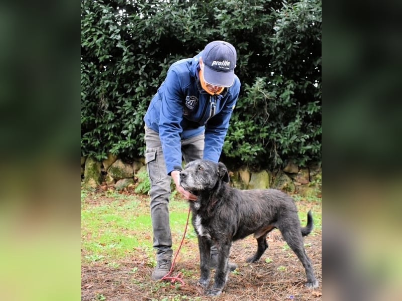 Baldovino - Lieber, großer Kerl fragt: Darf ich zu Dir?