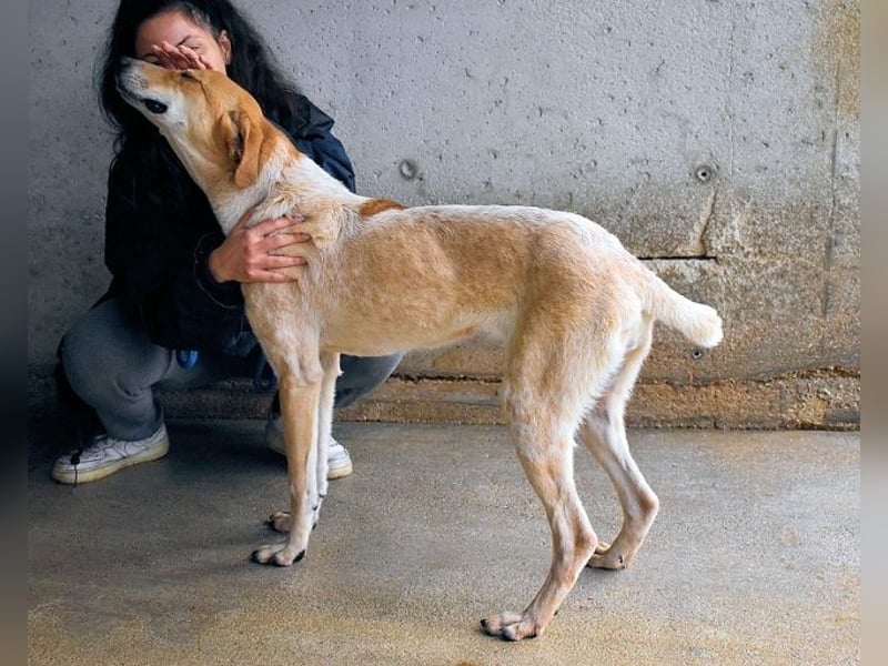Molletta - Junghündin sucht Anschluss mit Streicheleinheiten
