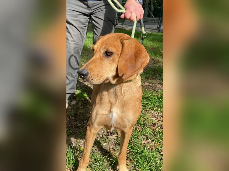 Yamina - (Dringend Pflegestelle oder Zuhause gesucht) wie bei Hänsel und Gretel - nur schlimmer