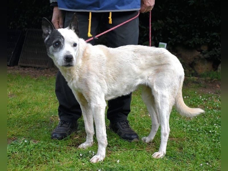 Camellia - Notfall - Was wäre gewesen, wenn ...