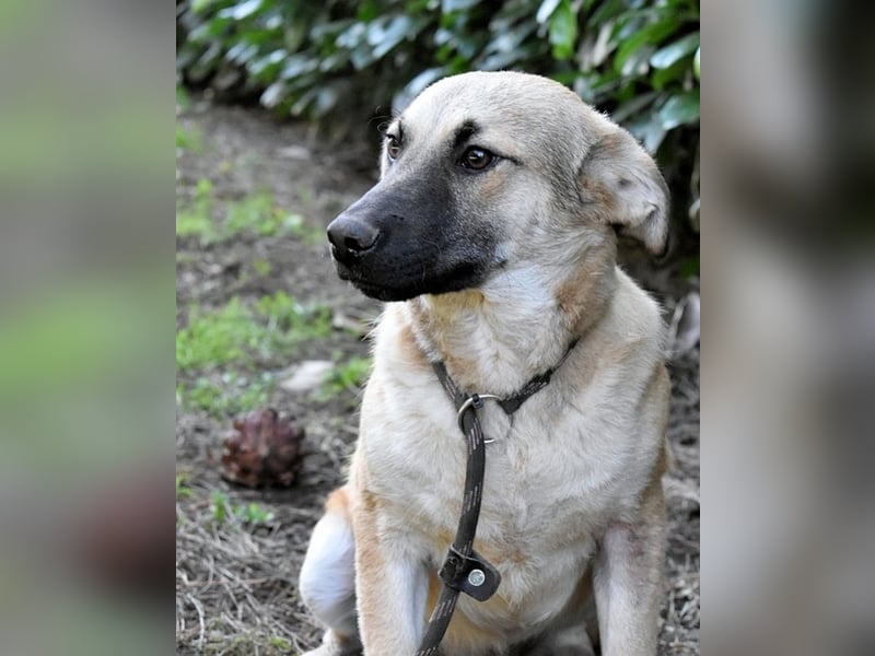 Zeebo - Z wie Zuckersüß und Zauberhaft