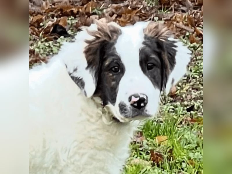 Ingo -  Neunmal werden wir noch wach...