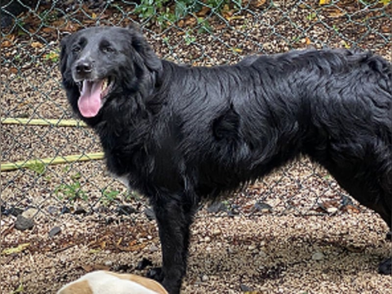 Ibiza - (Dringend Zuhause oder Pflegestelle gesucht) möchte auch ein Fleißkärtchen...