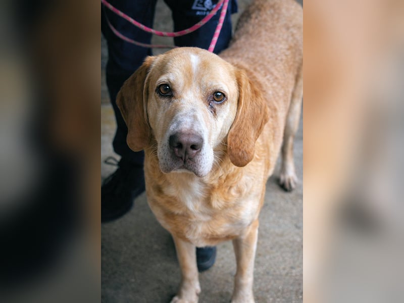 Dioneo - NOTFALL - Zeit heilt hier nichts