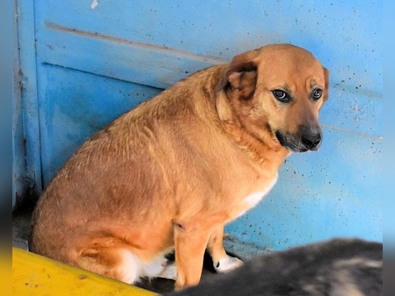 Rainey - sucht sein Pfotenglück!