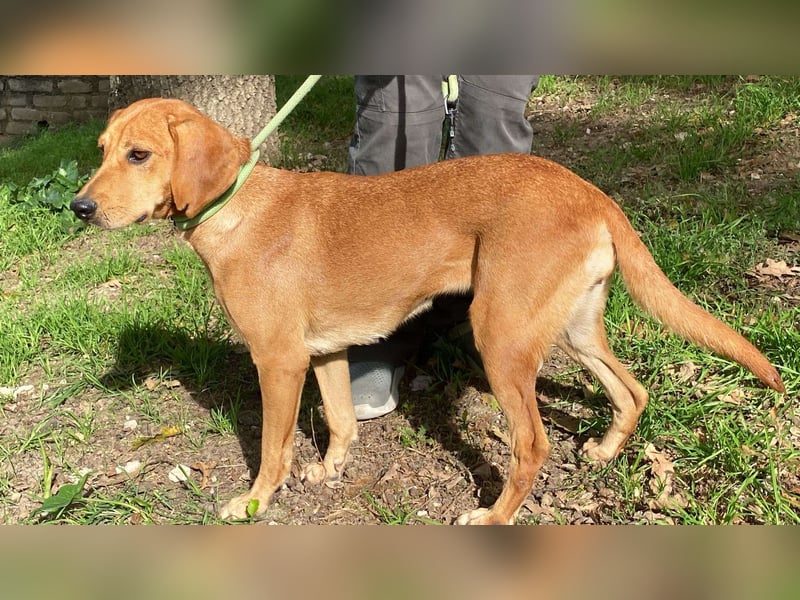 Yamina - (Dringend Pflegestelle oder Zuhause gesucht) wie bei Hänsel und Gretel - nur schlimmer