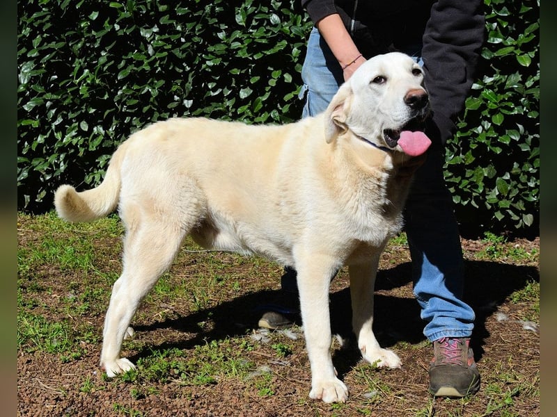 Scoutie - Ein riesiges Missverständnis!