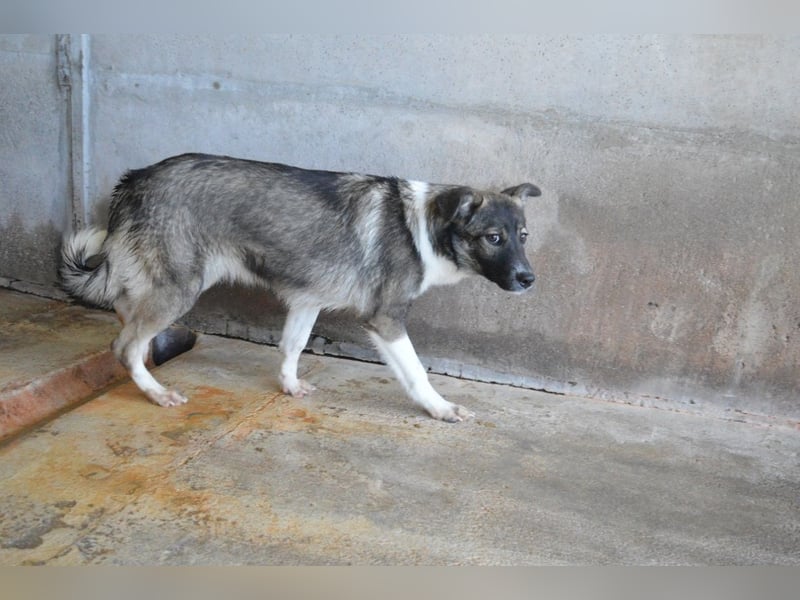 Quelisia - Kleines Schwesterchen, was nun?