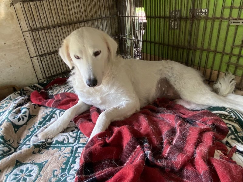 Numa - Gesucht: warmes Plätzchen, um aufzutauen