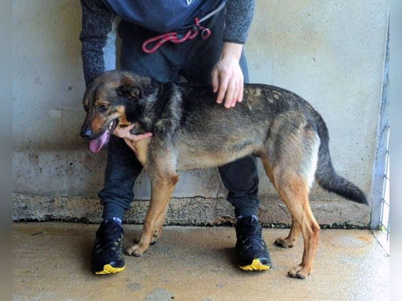 Alvis - Zurückgelassen mit nichts als Hoffnung